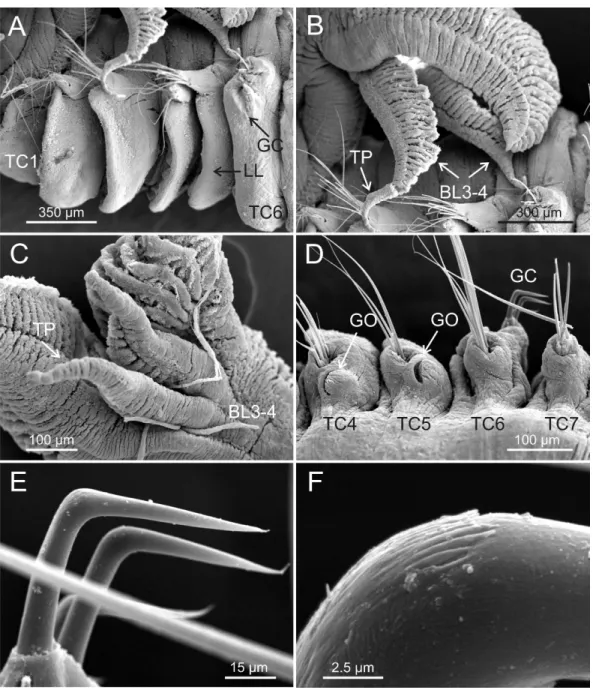 Figure 6 SEM micrographs of paratypes from Myanmar. Terebellides hutchingsae spec. nov., SEM mi- mi-crographs of paratypes, MNCN 16.01/17451 and MNCN 16.01/17454