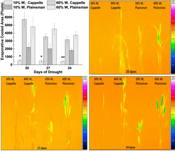 Figure 3 Thermal imaging of drought stressed Cappelle Desprez and Plainsman V wheat plants