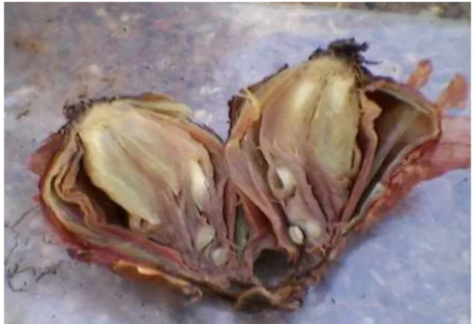 Figure 1. Onion soft rot.