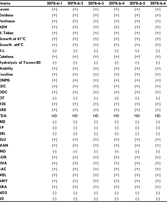 Table 1. P. marginalis strains (2078-6-1, 2078-6-2, 2078-6-3, 2078-6-4, 2078-6-5,) behavior on gallery  API20, classic biochemical tests and growth at different temperatures
