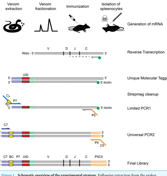 Figure 1 Schematic overview of the experimental strategy. Following extraction from the snakes, venom is fractionated by HPLC, and the fractions of interest are used for immunization of rodents.