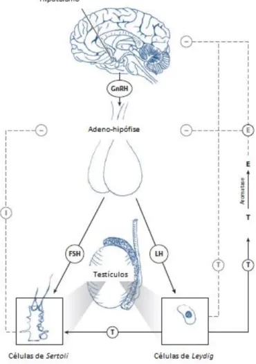 Figura  2.3   -  Regulação  endócrina  do  eixo  hipotálamo-hipófise-testículos.  E-  estrogénios  ;  T-  Testosterona