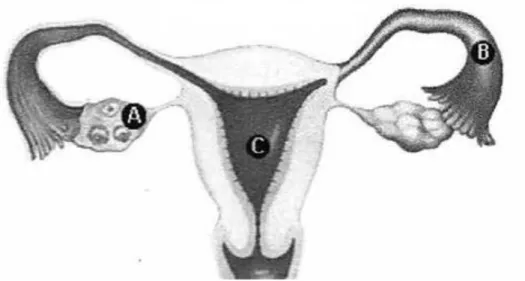 Figura 3.1 -  Avaliação da infertilidade feminina: A- Ovários; B- Trompas de Falópio; C- Útero
