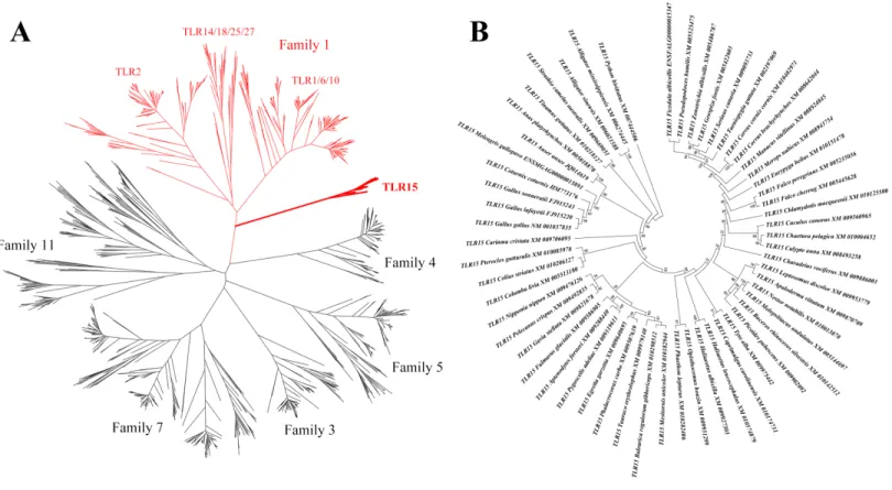 Figure 1 Phylogenetic analysis of TLR15 and the other vertebrate TLRs. (A) A large unrooted tree of all the known vertebrate TLRs
