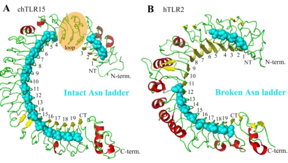 Figure 2 Comparison between the asparagine ladders in the ectodomains of TLR15 and the other TLRs in family 1