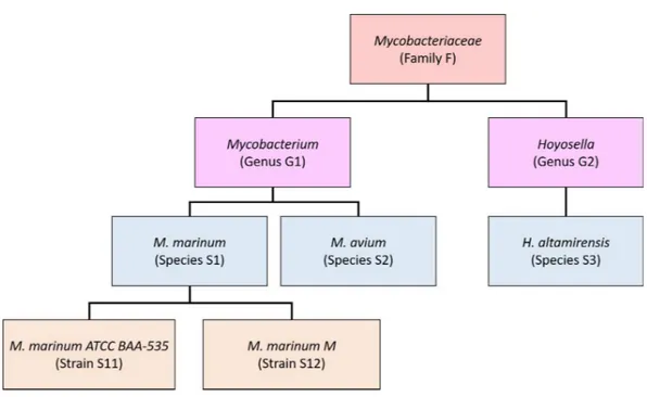 Figure 1 Schematic showing a partial taxonomic tree for the Mycobacteriaceae family.