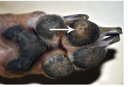 Figure 1 Corn (arrow) on the left front digital pad of digit 3 from Dog 1.
