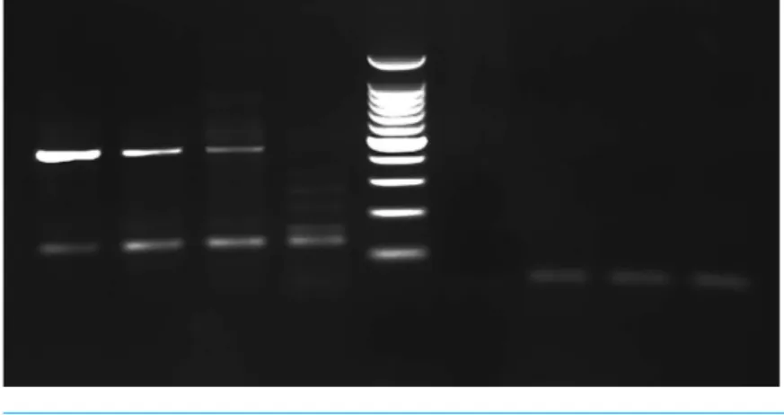 Figure 2 PCR gel. PCR amplification from Greyhound dog corns using MY11/MY09 primer set