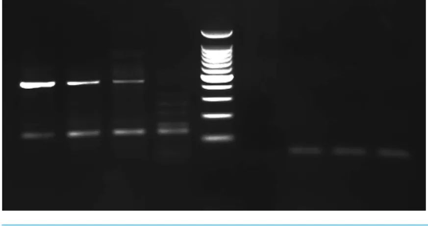 Figure 2 PCR gel. PCR amplification from Greyhound dog corns using MY11/MY09 primer set