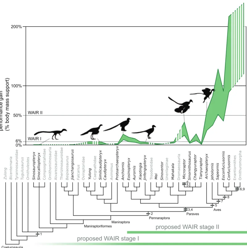 Figure 2 Evolution of WAIR performance. Estimated evolutionary ranges of WAIR stages I and II (Dial, 2003; Heers &amp; Dial, 2012; Heers, Dial &amp;
