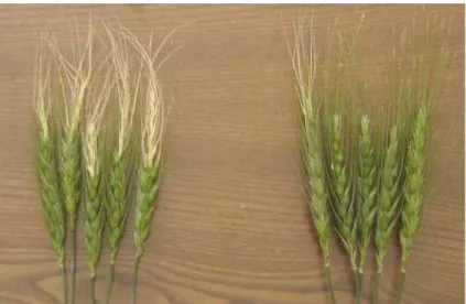 Figure 3. Spike status after emergence from flag leaf at saline (left) and non-saline (right) conditions