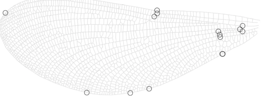 Figure 2 Wing landmarks for Calopteryx maculata. This figure shows the locations of 14 landmarks on the wing of Calopteryx maculata that were digitised and then analysed using geometric morphometrics to describe wing shape.
