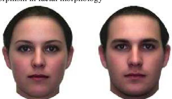 Figure 1. Sexual dimorphism in facial morphology  