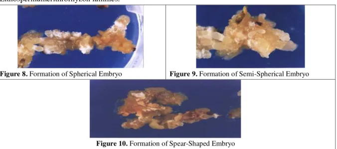 Figure 8. Formation of Spherical Embryo   Figure 9. Formation of Semi-Spherical Embryo  