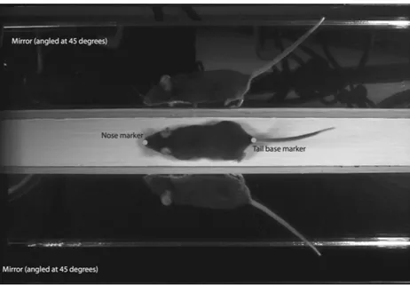 Figure 1 Sample frame from high-speed video analyses of mouse locomotion. Video analysis software was used to digitize the two-dimensional position of the nose and tail base during the pass down the trackway