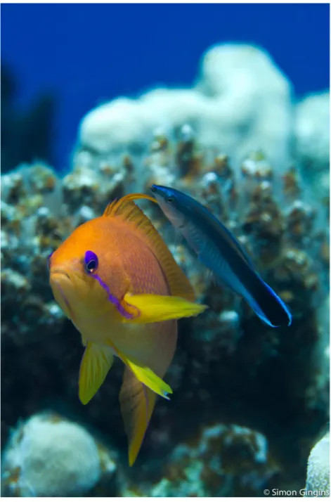 Figure 1 Photo of a cleaning interaction. The cleaner wrasse, Labroides dimidiatus, removes ectopar- ectopar-asites from the surface of a ‘client’ reef fish (Photo: L