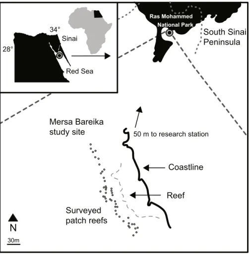 Figure 2 Study site map. Map of the patch reefs and study area at Mersa Bareika, Ras Mohammed National Park, Egypt (27 ◦ 47 ′ 23.9 ′′ N, 34 ◦ 13 ′ 02.8 ′′ E)