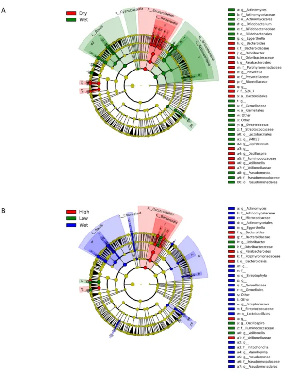 Figure 3 Cladograms representing the taxa enriched under various treatments. (A) shows the differen- differen-tial features of wet and dry (both high- and low-mass) replicates in an all-against-all comparison (classes