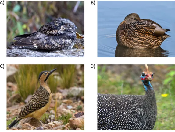 Figure 1 The predominant types of plumage patterns in birds. (A) Irregular mottled plumage con- con-sists of feathers that are heterogeneously pigmented (Jungle Nightjar–Caprimulgus indicus indicus)