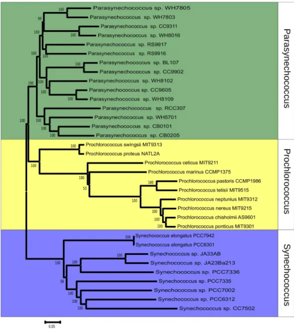 Figure 1 Phylogenomic reconstruction 37 Synechococcus and Prochlorococcus strains based on the concatenated alignment of 607 ortholog genes