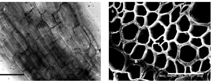 Figure 6. Morphology of root of non-inoculated crested wheatgrass seedling. a: structure of root (bar = 100 