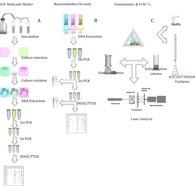 Figure 7: Procedures Schematics, with the several steps taken in each part of the laboratory analysis