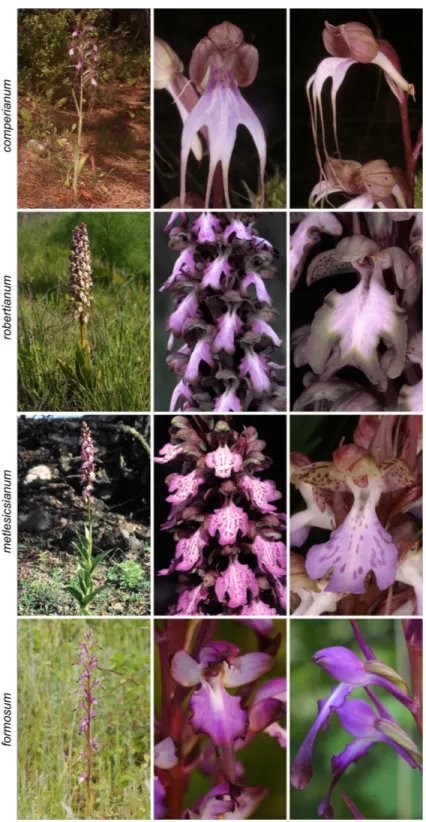 Figure 1 Typical flowers of taxa of Himantoglossum analysed in the present study, 1: H