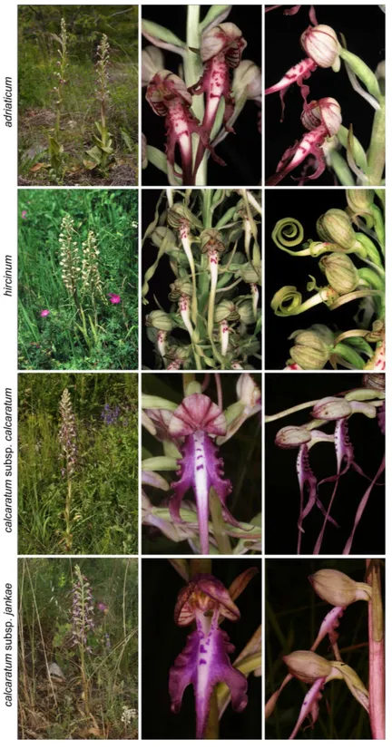 Figure 2 Typical flowers of taxa of Himantoglossum analysed in the present study, 2: H