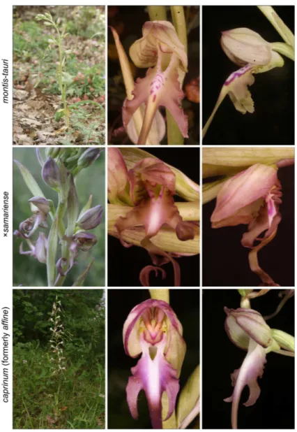 Figure 3 Typical flowers of taxa of Himantoglossum analysed in the present study, 3: H