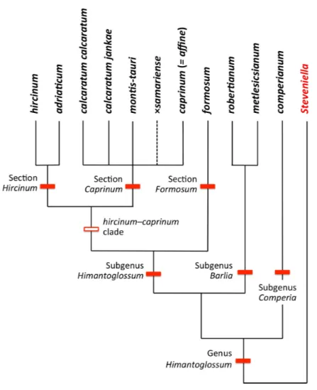 Figure 4 Taxonomy of the genus Himantoglossum s.l. generated by integrating the results of the present study with those of Sramkó et al