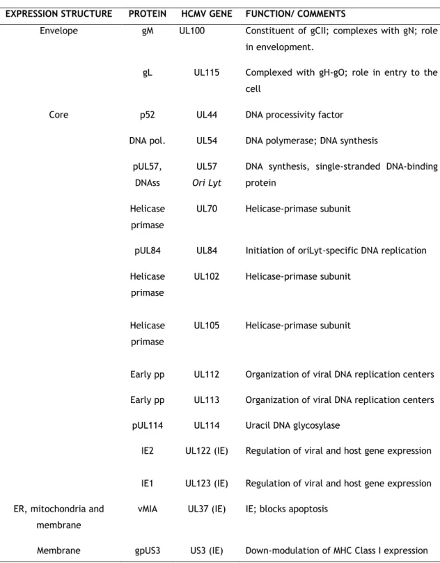 Table I. 2. HCMV proteins discussed in this work. Adapted from Ref.  5  and  19  (continued)