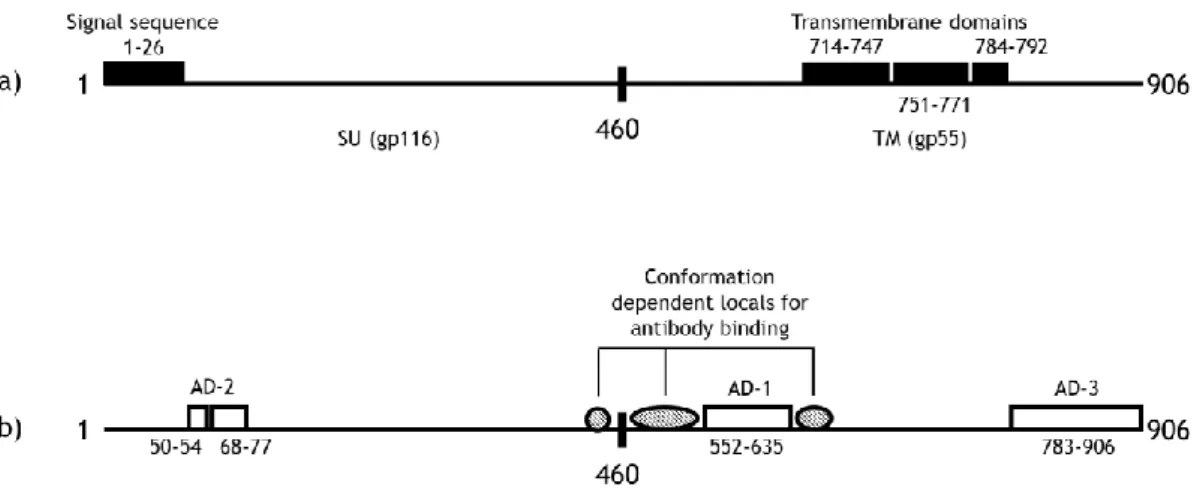Figure I. 2. The 906 aa sequence of HCMV strain AD169 gB. a) Several structural features of gB