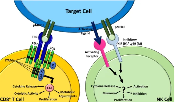 Figure  I.  5.  a)  T  cell  recognition  and  signaling.  b)  NK  cell  recognition  and  signaling