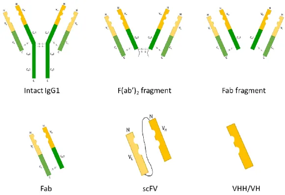 Figure I. 10. Schematic representation of different antibody fragments types. Adapted from Ref