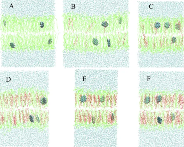 Fig. 3. Final 4-pyrene simulation structures. Water, PSM and Chol molecules are depicted as cyan, green and red lines, respectively