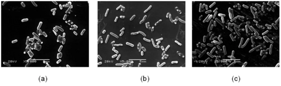 Figure 6 The bacterial cell morphology of E. coli K-12 of SCE. (A) The cells in the control group