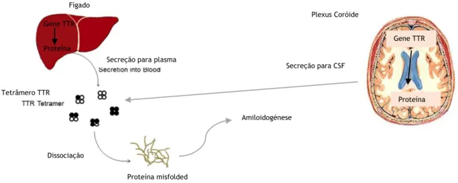 Figura 3: Representação esquemática da síntese da TTR pelos hepatócitos e pelas células do plexus coróide,  com  posterior  libertação  e  eventual  perda  da  conformação  tridimensional  ocasionando  a  amiloidogénese