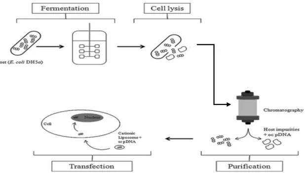 Figura  6:  Processo  de  produção  de  um  vetor  com  a  finalidade  de  ser  usado  em  células  eucarióticas