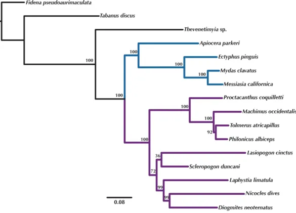 Figure 5 Maximum Likelihood tree of the concatenated matrix of orthologous transcripts predicted in OMA from RAxML