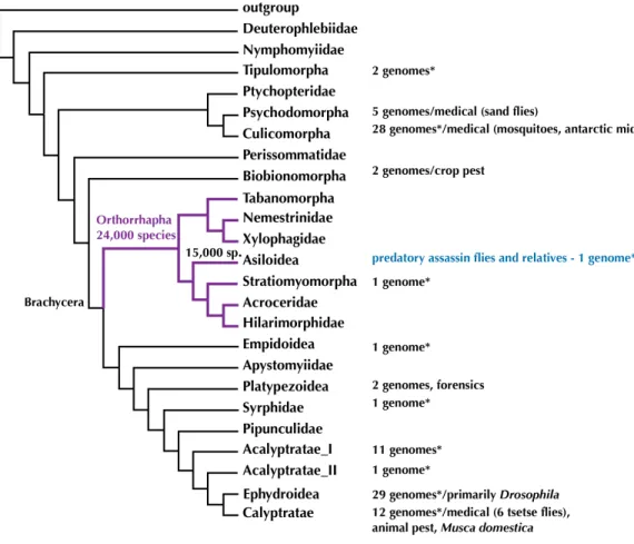 Figure 1 Phylogeny of Diptera (summary tree of hypothesis with higher taxa by Wiegmann et al., 2011) with number of completed genomes and position of Asiloidea