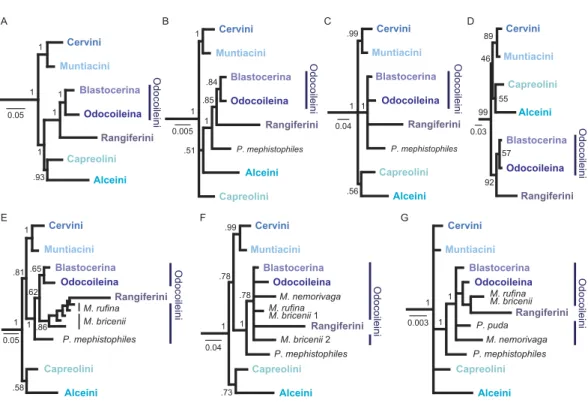 Figure 3 Overview of higher level topologies resulting from re-analysis of the complete mitochon- mitochon-drial genome sequences (Hassanin et al., 2012) and six different analyses of our data set