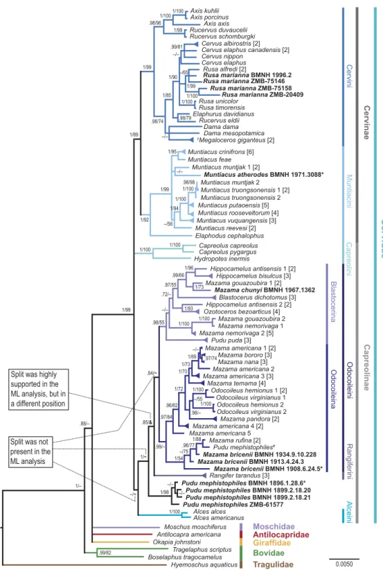 Figure 4 Consensus tree of the unpartitioned Bayesian Analyses (BI-1140-unpart). Values represent posterior probabilities (PP), and if applicable, bootstrap (BS) support from the ML analysis is shown.