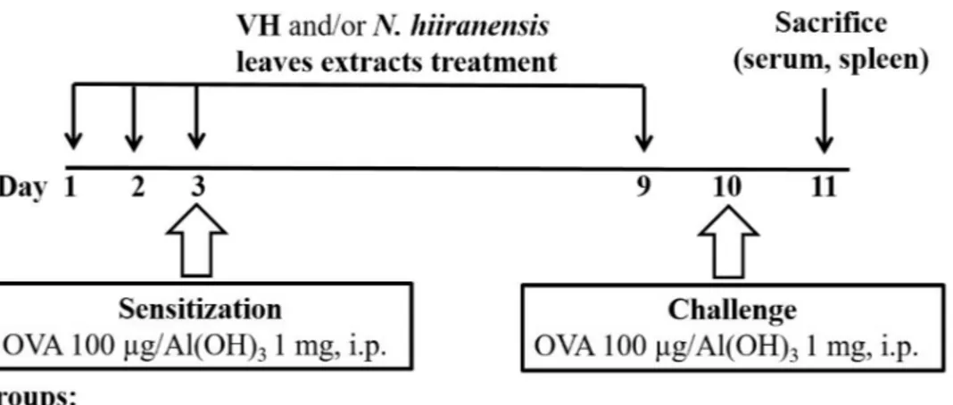 Figure 1 Protocol of administration of N. hiiranensis and ovalbumin (OVA) sensitization and challenge in BALB/c mice
