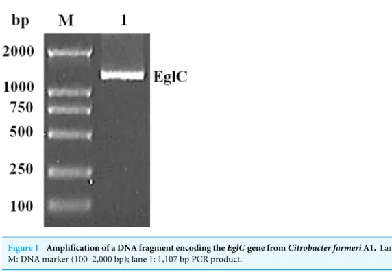 Figure 1 Amplification of a DNA fragment encoding the EglC gene from Citrobacter farmeri A1