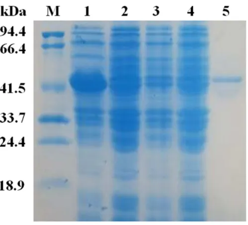 Figure 4 SDS-PAG analysis of the recombinant EglC22b stained with Coomassie blue. Lane M: protein MW marker (18.9–94.4 kDa); Lane 1: IPTG-induced E