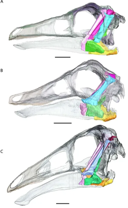 Figure 6 Full cranial reconstruction including musculature of the jaw. (A) Garudimimus, (B) Struthiomimus, (C) Ornithomimus