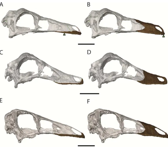 Figure 7 Ornithomimosaur beaks. (A) Small and (B) big beak morphs on Garudimimus; (C) small and (D) big beak morphs on Ornithomimus; (E) small and (F) big beak morphs on Struthiomimus