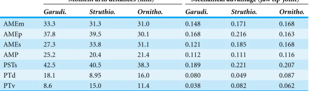 Table 4 Muscle moment arms and mechanical advantages for the specimens after retrodeforma- retrodeforma-tion