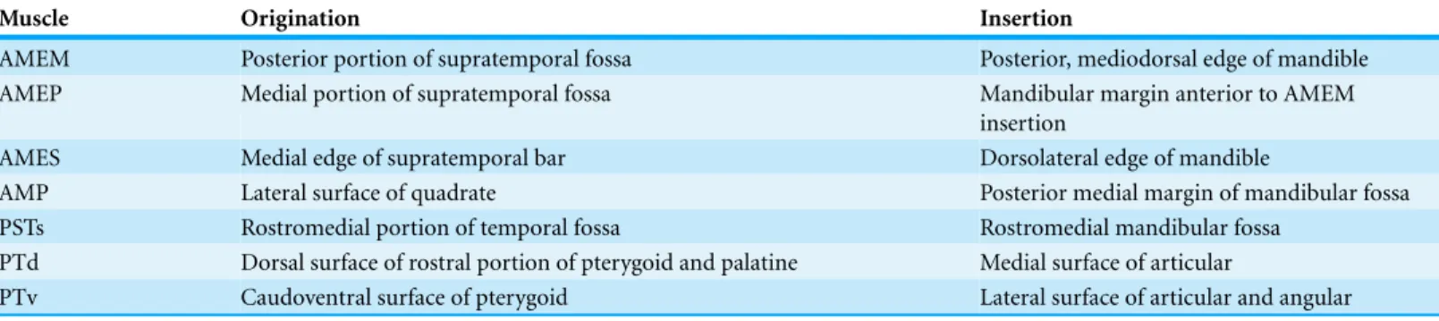 Table 2 Reconstructed muscle originations and insertions for the ornithomimosaurs studied here (see text for muscle abbreviations).