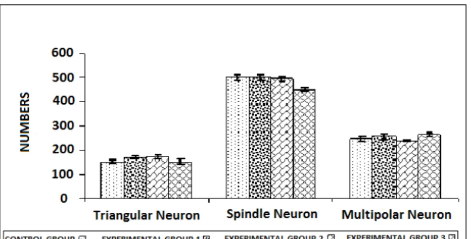Diagram 1: Number of multipolar neurons, spindle and triangular nucleus raphe magnus in the studied groups